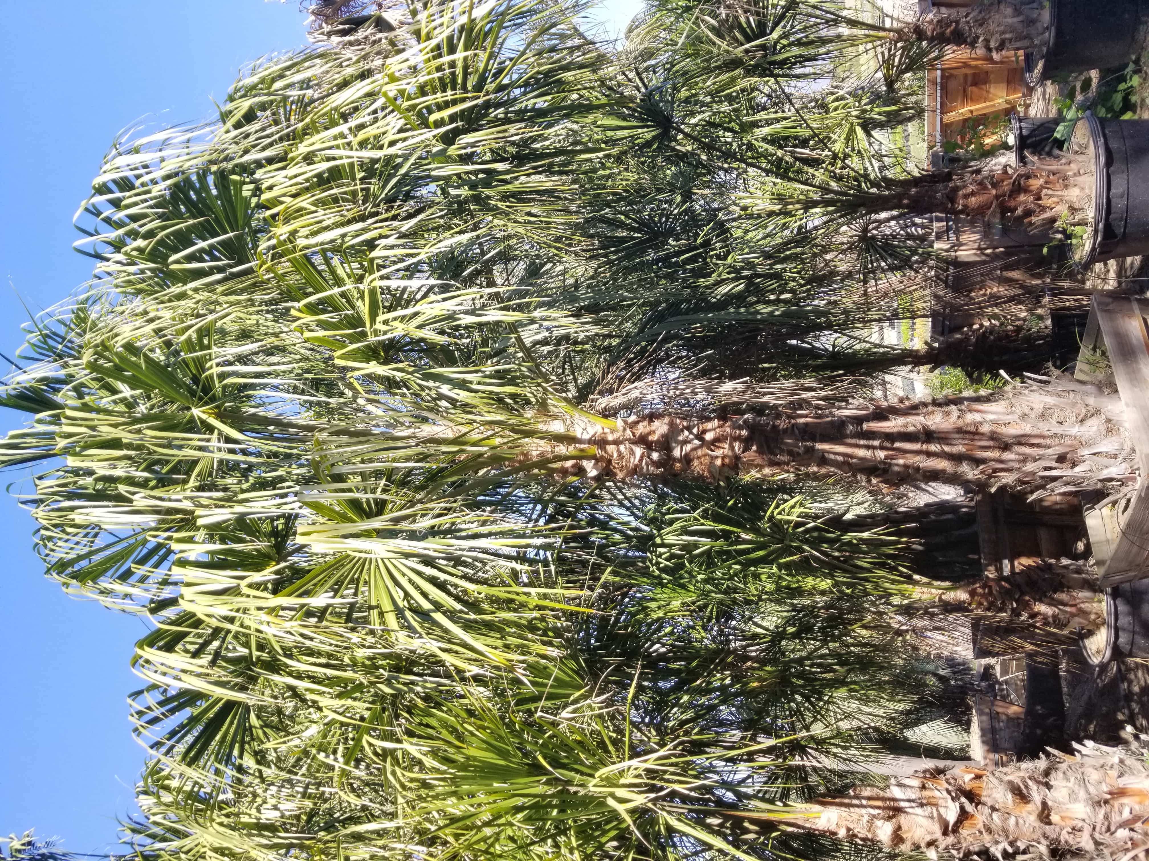 Livistona decipiens, Livistona decora — Weeping Cabbage Palm, Ribbon